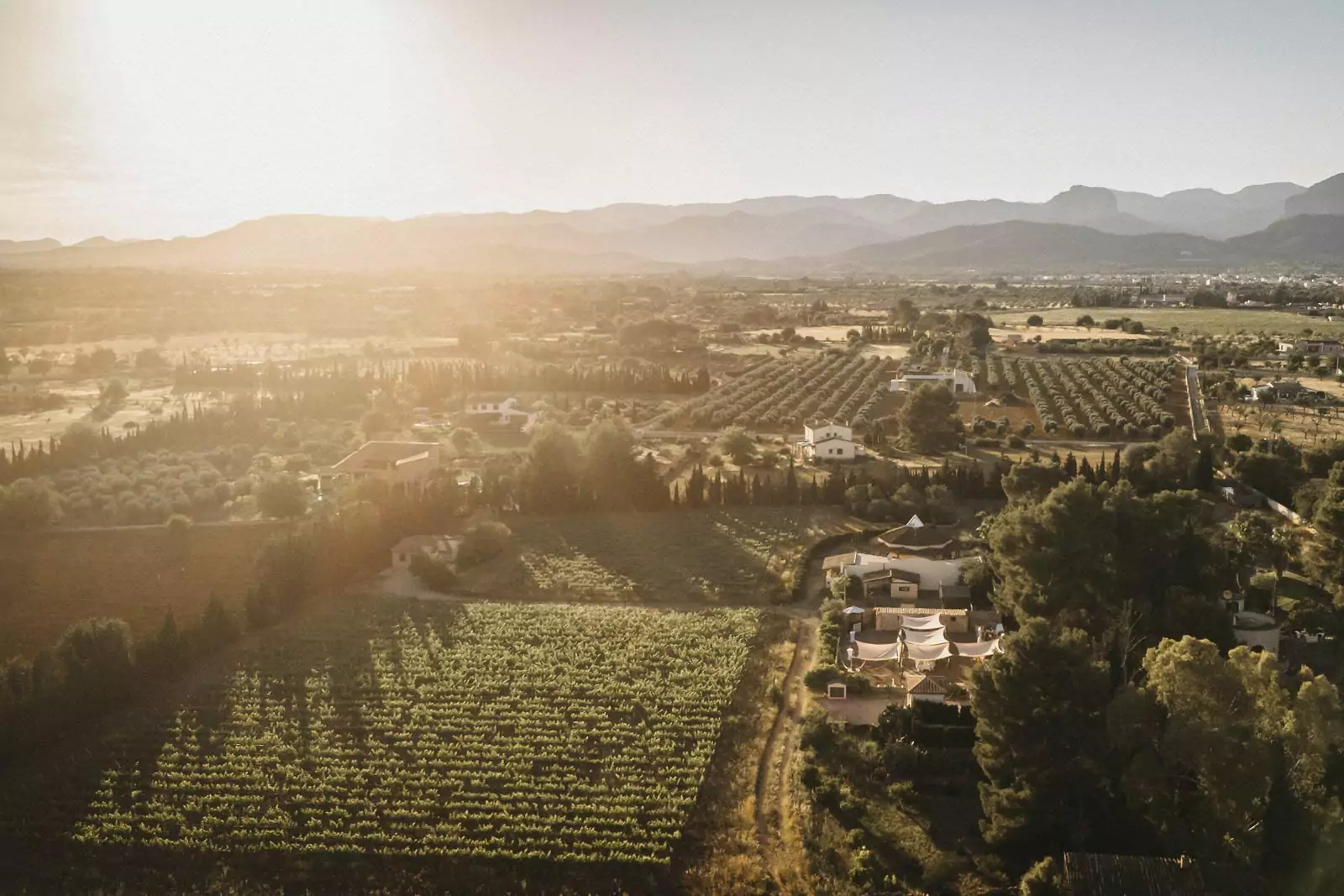 Luftaufnahme der Weinberge und des Landguts Can Davero bei Sonnenuntergang, mit Reihen von Weinstöcken, verstreuten Häusern und fernen Bergen - eine idyllische Szene, perfekt für einen Hochzeitsfotograf Mallorca unter einem goldenen Himmel.